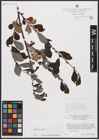Foto von Salix aurita L.